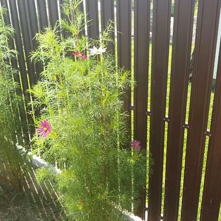 La Curtea Argeseana Valea Iasului